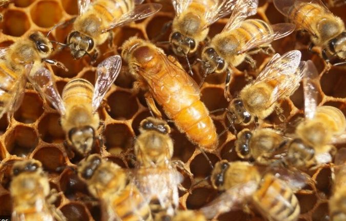 <span style="font-weight: bold;">ПЧеЛиная матка итальянская</span>