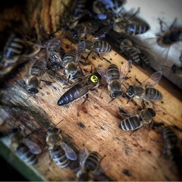 <span style="font-weight: bold;">Пчелиная матка КАРПАТКА</span><br>