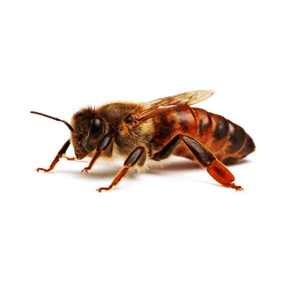 <span style="font-weight: bold;">Пчелиная матка КАРНИКА</span><br>